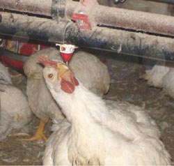 manejo de las líneas de bebederos en casetas de pollo de engorda