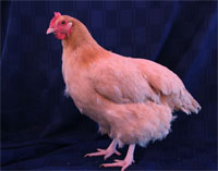 Gallina Buff Orpington