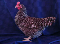 Gallina Barred Rock