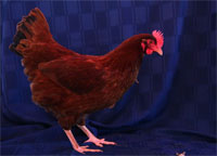 Gallina Rhode Island Red