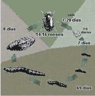 Ciclo de vida de Alphitobius diaperinus