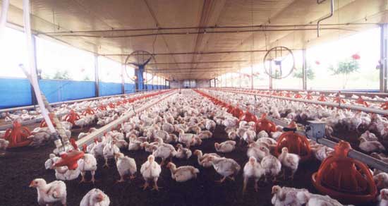 Sistema de integración avícola - El Sitio Avicola