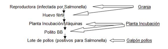 Figura 2. Epidemiologia de salmonelas con transmisión transovariana