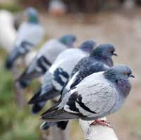 Inoculación de palomas con virus de la enfermedad de Newcastle