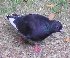 Las aves silvestres pueden ser portadoras de bacterias, virus y parásitos patógenos