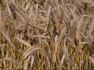 Triticale