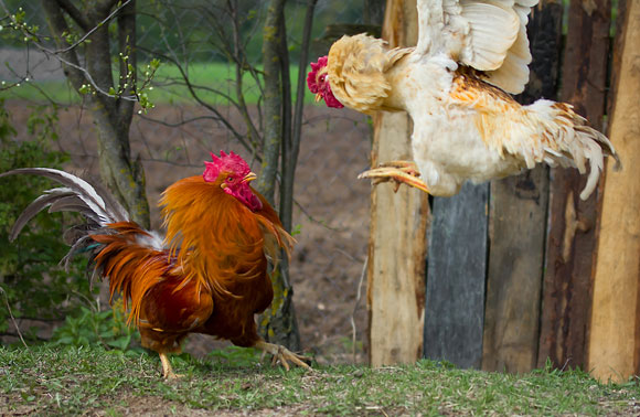 Los gallos de pelea representan un peligo en términos de bioseguridad