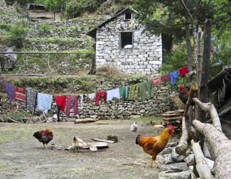 Las gallinas y pollos de traspatio requieren de un manejo relativamente sencillo pero pueden incrementar la transmisión de microorganismos a los humanos 