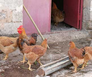 Es posibile que la transmisión de cepas potencialmente patógenas entre humanos y aves sea un camino de dos vías 