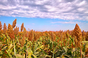 Taninos condensados en sorgo: significancia toxicológica