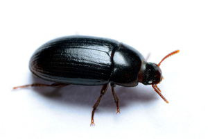  Escarabajo de la cama Alphitobius diaperinus 