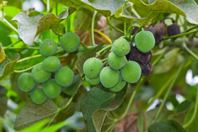 Las semillas de Jatropha curcas se pueden usar exitosamente para alimentar al ganado y las aves 