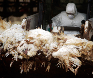 Sacando pavos muertos de un galpón en Israel con una minicargadora. Los pavos fueron afectados por un brote de influenza aviar. 