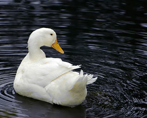 Informe de salmonela en patos y gansos 