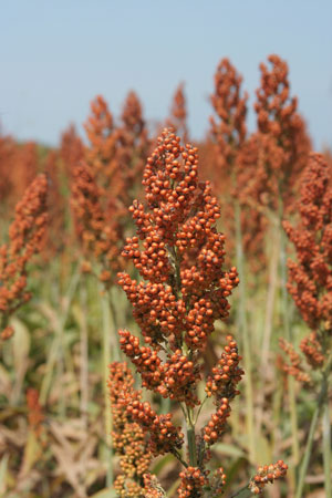 Los taninos en el sorgo provocan una menor ganancia de peso y pobre conversión alimenticia 