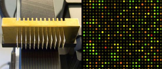 (izq) Cabezal de equipo de microarreglos; (der) microarreglo de ADN 