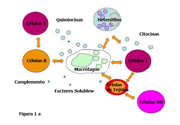 Figura 1: (a) Una versión simplificada de la orquesta de células inmunes.