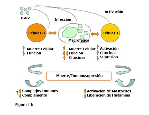 Figura 1:  (b) Modelo de inmunosupresión por  bursitis infecciosa.