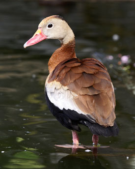 Las aves silvestres también son afectadas por la enferemdad de Newcastle