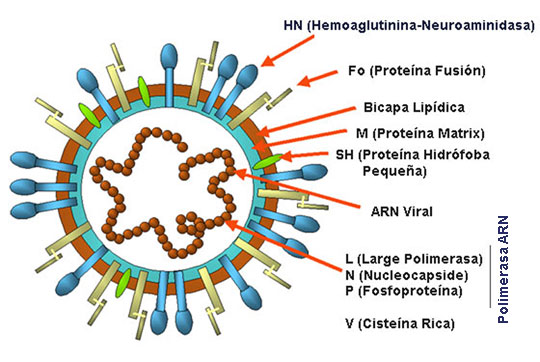 Las principales proteínas que integran la partícula vírica de los paramixovirus aviares 