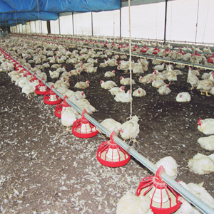 Manejo de la cama de pollos de engorde - El Sitio Avicola