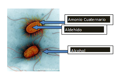 Fig. 1 – Acción de los desinfectantes compuestos por varias sustancias