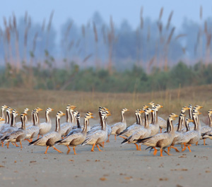  Las aves silvestres migratorias representan un reto importante para poder controlar la influenza aviar 