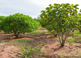 La jatropha crece bien en zonas secas con suelos degradados