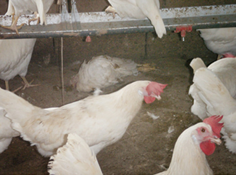 Las gallinas muertas se deben sacar de la nave de inmediato 