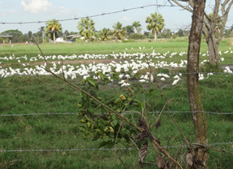 Para mantener la salud de las aves, se debe evitar el contacto con las aves silvestres