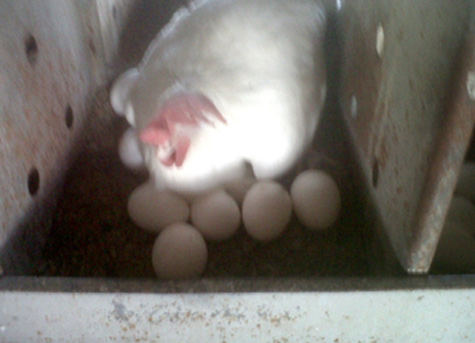 Hay muchas causas que influyen en la aparición de gallinas cluecas