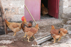 Medidas de bioseguridad en aves de traspatio 