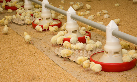 En los lotes de pollos jóvenes los micoplasmas pueden causar alta mortalidad