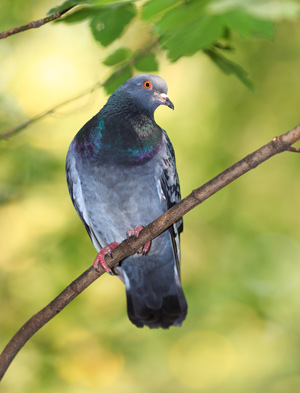 El comportamiento de las palomas dirige y acelera su evolución 