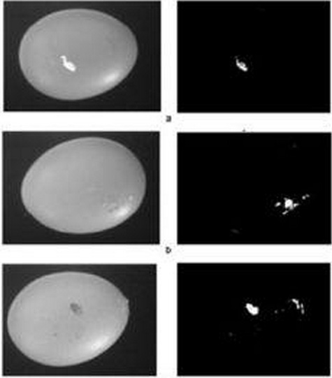 Ejemplos de imágenes monocromáticas de cáscaras de huevos defectuosos (izq) y de las mismas imágenes segmentadas (der), donde es posible apreciar los defectos. Fuente: Loredana Lunadei. 
