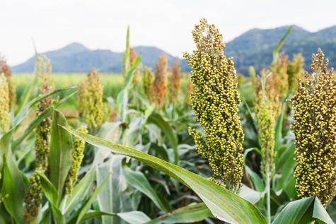 Uso de sorgo en el alimento de pollos de engorde