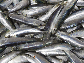 En Perú se utilizan las sardinas para producir la harina de pescado