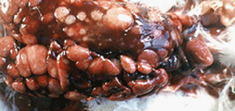 Ilustración 4. Los órganos internos de un pollo afectado por la leucosis linfoide