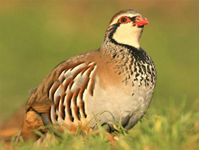 Ejemplar de perdiz roja (Alectoris rufa). Foto: François Mougeot. 