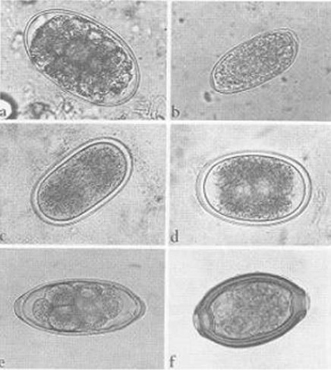 Enfermedades de avicultura de traspatio: parte 5 - parásitos internos - El  Sitio Avicola