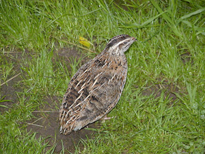 Codorniz europea (Foto: Wikipedia) 