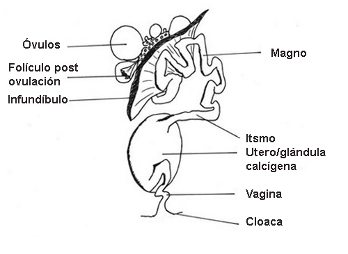 Figura 2. Ovario izquierdo y oviducto de una gallina

