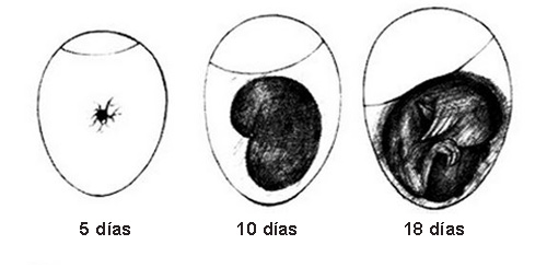 Figura 3. Etapas de la incubación vistas con luz (ovoscopiado)