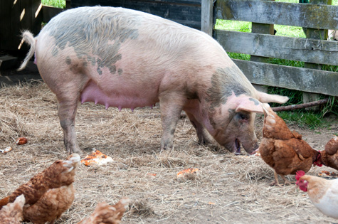  Los cerdos pueden transmitir Salmonella a los pollos 