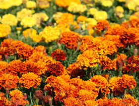 La flor de cempasuchil: Tagetes erecta 