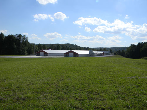 Granja de reproductoras de Hubbard