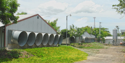 Granjas de pollo: todos los pollos de producen en galpones de túnel (Foto cortesía de Avícola Campestre)