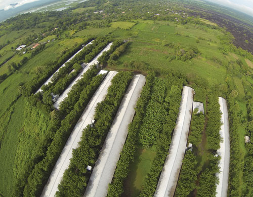 Granjas de pollo: vista aérea (Foto cortesía de Avícola Campestre)