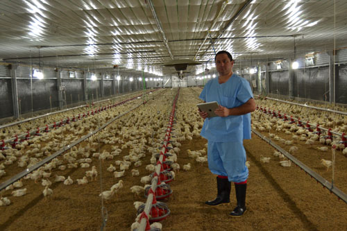 El Ing. Sergio Romero, director general de Grupo Campestre en un galpón de túnel (Foto cortesía de Avícola Campestre)