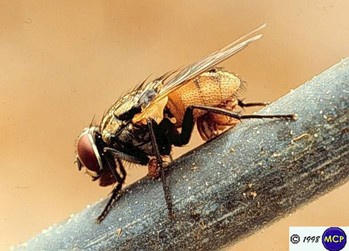 Ácaros Macrocheles en una mosca. (Foto cortesía de Marcelo de Campos Pereira, Universidad de São Paulo)